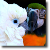 Parrots